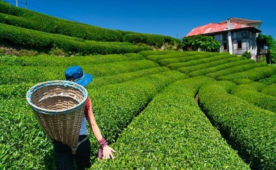 Karadeniz Batum Turu