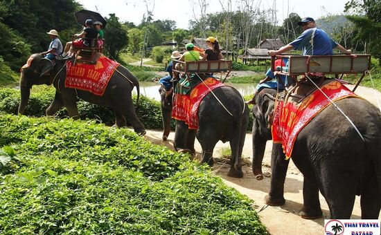 Phuket Turu