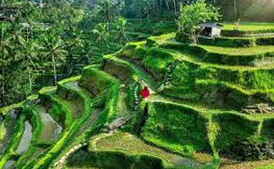 Tropikal Ada: Bali Turu 