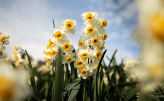 GÜNÜBİRLİK KARABURUN NERGİS FESTİVALİ TURU 