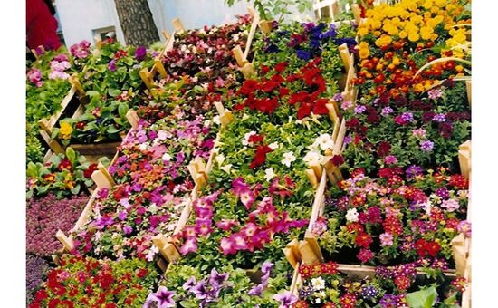 Bayındır Çiçek Festivali - Tire Turu 