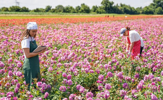 Isparta Gül Bahçeleri-   Salda Gölü - Sagalassos Turu