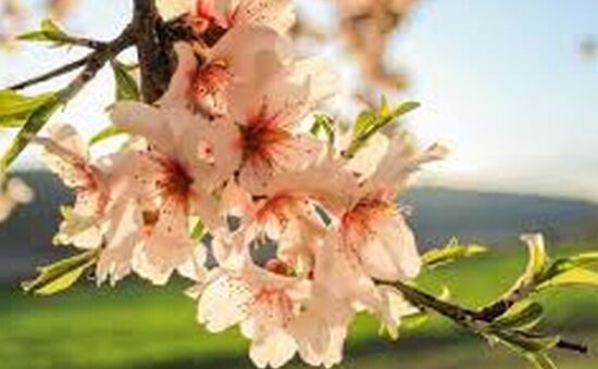 DATÇA BADEM ÇİÇEĞİ FESTİVALİ 